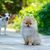 Dog breed dwarf spitz sits on a track