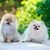 Two dogs of the breed Miniature Spitz on a concrete track