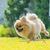 Cute puppies Pomeranian mixed breed Pekingese dog running on the gra Cute puppy Pomeranian mixed breed Pekingese dog running on the grass with happiness.