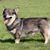 The portrait of a typical Swedish Vallhund in the garden