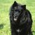 Swedish Lapphund, dog standing on grass