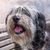 Polish lowland shepherd dog sitting on wooden bench on the street showing his pink tongue. Portrait of black and white fluffy long haired dog with thick fur. Cute funny pet background.