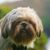 The brown Shih Poo sits outside on the green grass and looks around.