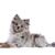 Blue merle Pomeranian dog against a white background