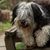 Polish lowland shepherd dog sits on a wooden bench and shows his pink tongue. Selective focus on one nose. Portrait of cute, big, black and white, fluffy, long haired dog with thick fur. Funny background for pets