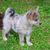 Adorable blue-eyed Pomsky puppy. Pomsky is an artificial breed, a mixture of Siberian Husky and Pomeranian