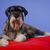 Schnauzer is lying with his front paws on a red pillow. Pet in studio on blue background. Close up