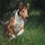 Dog Smooth Collie in nature
