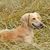 Orange-colored Kazakh greyhound Tazi in a wheat field