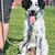 Young Tornjak during obedience training with his owner