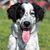 Young Tornjak during obedience training with his owner