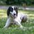 The Taigan is a member of the eastern sighthound family. The Taigan is a very rare breed of dog, of which there are only a few hundred in the world. Selective focus on the dog