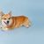 A corgi dog on blue background, a place for text. High quality photo