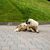 The Bucovina shepherd dog. Large security shepherd dog.