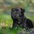 Portrait of English Staffordshire bull terrier puppy lying in the grass in spring or summer. Selective focus, copy space