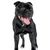 Staffordshire bull terrier against white background