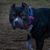 A BLACK AND WHITE STAFFORDSHIRE BULL TERRIER LOOKING STRAIGHT INTO THE CAMERA WITH BEAUTIFUL EYES AND WEARING A COLORFUL COLLAR