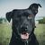 A close up portrait of a black Mallorca sheep dog in a park during daylight hours