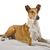 Female purebred Golden Smooth (short haired) Collie lying on blanket with isolated background