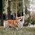 Adorable adult dog Welsh Corgi Pembroke walks in the city park in summer