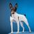 Toy fox terrier on a blue background