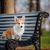 Cute Welsh Corgi dog outdoors. Dog portrait pet on a walk. Beautiful funny corgi dog breed