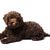 10 weeks old brown Labradoodle mini puppy dog