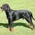 Typical black Polish hunting dog on a green meadow