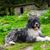 Romanian miorite shepherd dog lying on mountain grass