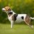 Purebred Danish Swedish farm dog outside in nature on a meadow on a summer day.