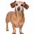 Dachshund in front of a white background