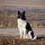 Russian-European laika on a natural autumn background