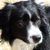 Dogs are beautiful and wonderful companions. There are so many different breeds of dogs, all shapes and sizes. Service dogs, guide dogs, dogs for the deaf, search and rescue dogs and many more. It's no wonder that dogs are such an important part of human life.