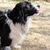 Dogs are beautiful and wonderful companions. There are so many different breeds of dogs, all shapes and sizes. Service dogs, guide dogs, dogs for the deaf, search and rescue dogs and many more. It's no wonder that dogs are such an important part of human life.