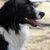Dogs are beautiful and wonderful companions. There are so many different breeds of dogs, all shapes and sizes. Service dogs, guide dogs, dogs for the deaf, search and rescue dogs and many more. It's no wonder that dogs are such an important part of human life.