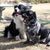 Dogs are beautiful and wonderful companions. There are so many different breeds of dogs, all shapes and sizes. Service dogs, guide dogs, dogs for the deaf, search and rescue dogs and many more. It's no wonder that dogs are such an important part of human life.
