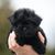 black german dog breed, small black dog, dog looks like ewok, ape like dog, ape pinscher