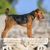 Airedale Terrier in portrait with his whole body, stature of an Airedale Terrier dog male with curled tail and tipped ears, big brown dog with wavy coat
