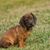 Alpine badger puppy, small brown dog from Austria, dog with long floppy ears,
