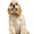 American Cocker Spaniel in blond sitting on a white background, medium calm dog breed, dog similar to English Cocker Spaniel, blond dog, white dog, yellow dog