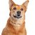 Carolina Dog, American Dingo, brown medium dog with standing ears, Dingo from America, American dog breeds, Unrecognized dog breed from America, USA dog, Dog of the inhabitants, Native dog breed, Breeding dog, Free-living breed, Breed description