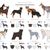 American Shepherd Dogs, an overview of all breeds, list of American dog breeds, dogs from America, Blue Lacy