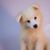 American Eskimo Dog puppy, small white puppy with long fur and prick ears