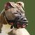 Dog breed,Canidae,Dog,Snout,Olde english bulldogge,Dog collar,Collar,Ancient dog breeds,Carnivore,Fawn,