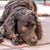 American Water Spaniel brown, American Water Spaniel chocolate brown, small hunting dog with wavy coat