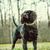 American Water Spaniel on a green meadow is in Habacht position, small hunting dog with wavy coat and curly floppy ears