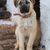 Anatolian shepherd dog puppy with black mask, Turkish dog