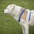 Australian Shepherd Mongrel, hybrid mix of Labrador and Australian Shepherd, Aussie mix, Labimix, Labrador mix with long hair, brown white dog breed with tipped ears