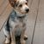 Australian Cattle Dog puppy sitting on the terrace, small brown black white dog with spots and prick ears, australian dog breed