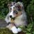 Dog,Mammal,Vertebrate,Australian collie,Dog breed,Canidae,Scotch collie,Carnivore,Australian shepherd,Shetland sheepdog,